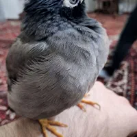 مرغ مینا|پرنده|تهران, فلاح|دیوار