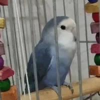 گمشده|حیوانات|آزادشهر, |دیوار