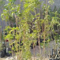 فروش نهال های گلدانی در هماشهر سپیدان