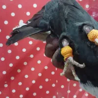 کفتر دم سیاه نر|پرنده|سوسنگرد, |دیوار