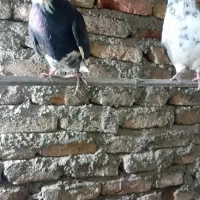 کفتر تهرانی|پرنده|بروجرد, |دیوار