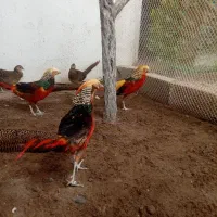 جوجه طاووس و طاووس بلژیکی