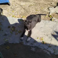 یک عدد سگ سرابی