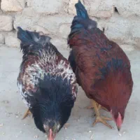 خروس محلی|حیوانات مزرعه|زرین دشت (همدان), |دیوار