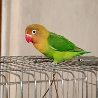 کوتوله برزیلی فیشر