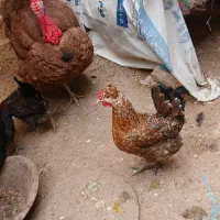 تخم مرغ نطفه دار گلین اصل