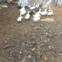 فروش فوری تعدادی اردک و بوقلمون به فروش میرسد|حیوانات مزرعه|رضوانشهر, |دیوار