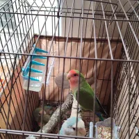 عروس هلندی طوطی برزیلی|پرنده|ری, اقدسیه|دیوار