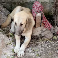 واگذاری سگ سرابی مخصوص گله|سگ|رضوانشهر, |دیوار