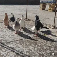 فروش چن عدد کبوتر یا کفتر