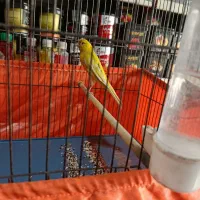 قناری نرپرووبخون