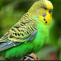 مرغ‌عشق گمشده سبز‌