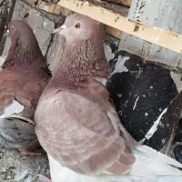 کبوتر زینتی|پرنده|اشنویه, |دیوار