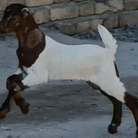 بز کهره بنگالی دو کیلو شیر موقعیت جیرفت|حیوانات مزرعه|کرمان, |دیوار