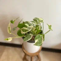 پتوس ارتشی