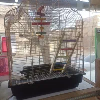 انواع پرندگان زینتی عروس گرینچیک راهب ملنگو