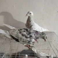 کبوتر سار|پرنده|گرگان, |دیوار