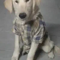 واگذاری نر گلدن معاوضه با عروس هلندی کبوتر پرشی