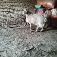 یک راس بره قوچ مغانی فروشی