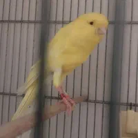 قناری رسمی بلند آماده