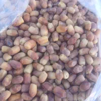 خرما|خوردنی و آشامیدنی|برازجان, |دیوار