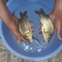 بچه ماهی کپور و آمور و غیره....