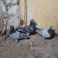 کبوتر پلاکی