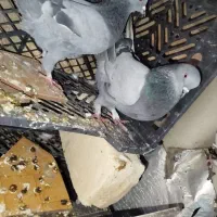 یه جفت سبز عتیقه|پرنده|ساوه, |دیوار