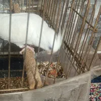 عروس هلندی سخنگو|پرنده|کرمان, |دیوار