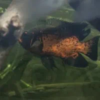 فروش و معاوضه تعدادی ماهی|ماهی|کرمانشاه, |دیوار