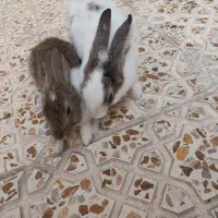 فروش دو خرگوش