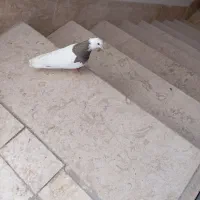 کفتر ماده طوقی در صفادشت|پرنده|صفادشت, |دیوار