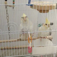 عروس هلندی چشم شرابی