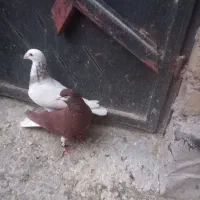 کبوتر|پرنده|شیراز, آزادگان|دیوار