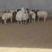 بره|حیوانات مزرعه|اهواز, زیتون کارگری|دیوار