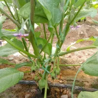 گلخانه بادمجان اجاره داده میشود|اجارهٔ دفتر صنعتی، کشاورزی، تجاری|جیرفت, |دیوار