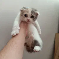 توله گربه دو ماهه نژاد دار