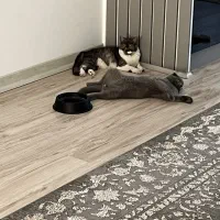 گربه بیریتیش با وسایل مگههداری