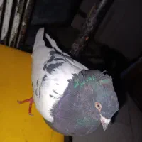 ۳تا سینه سیا|حراج|درمیان, |دیوار