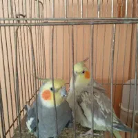 دو عدد عروس هلندی