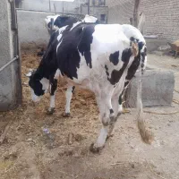 گاو گوشبی|حیوانات مزرعه|شاهدشهر, |دیوار