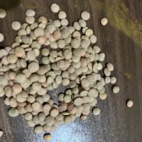 عدس روس|خوردنی و آشامیدنی|تهران, اتابک|دیوار