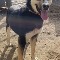 توله سگ ژرمن