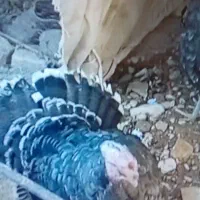 بوقلمون نر|حیوانات مزرعه|قوچان, |دیوار