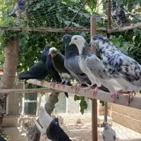 کفتر پرشی