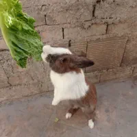 خرگوش|موش و خرگوش|ایذه, |دیوار