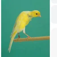 قناری نر در قفس