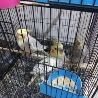 عروس|پرنده|گرگان, |دیوار