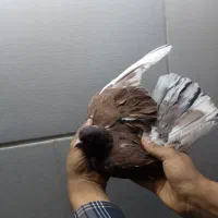فروش ۵عدد کفتر پرشی درجه یک و عالی|پرنده|اردکان, |دیوار