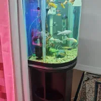 آکواریوم|ماهی|اراک, |دیوار